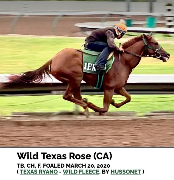 Wild Texas Rose Racehorse Galloping Fast