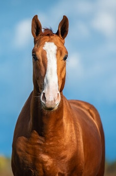 picture of race horse from front