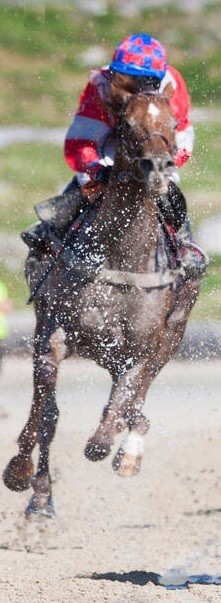picture of race horse with jockey from front